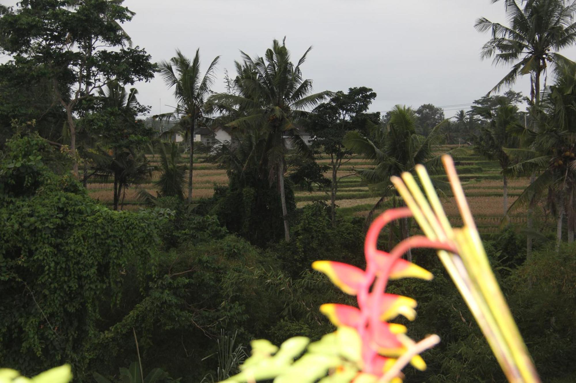 Ogek Home Stay Ubud Eksteriør bilde